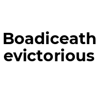 BOADICEATHEVICTORIOUS Promo Codes  BOADICEATHEVICTORIOUS Coupon Codes