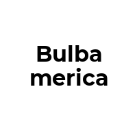 BULBAMERICA Promo Codes  BULBAMERICA Coupon Codes