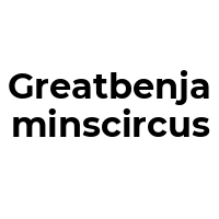 GREATBENJAMINSCIRCUS Promo Codes  GREATBENJAMINSCIRCUS Coupon Codes