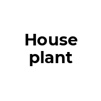 HOUSEPLANT Promo Codes  HOUSEPLANT Coupon Codes