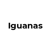 IGUANAS Promo Codes  IGUANAS Coupon Codes