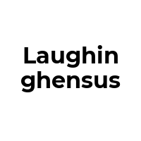 LAUGHINGHENSUS Promo Codes  LAUGHINGHENSUS Coupon Codes