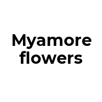MYAMOREFLOWERS Promo Codes  MYAMOREFLOWERS Coupon Codes