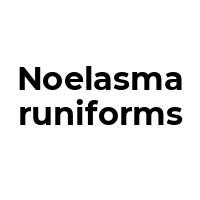 NOELASMARUNIFORMS Promo Codes  NOELASMARUNIFORMS Coupon Codes