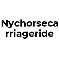 NYCHORSECARRIAGERIDE Promo Codes  NYCHORSECARRIAGERIDE Coupon Codes