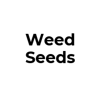 WEED-SEEDS Promo Codes  WEED-SEEDS Coupon Codes